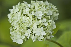 hortensia õis