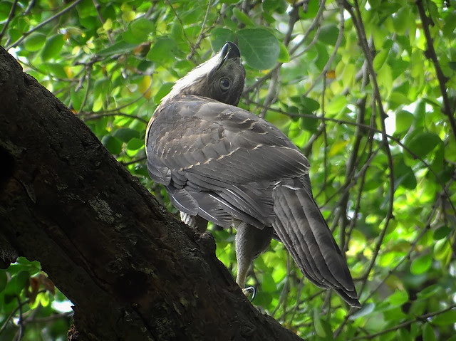 鳳頭蒼鷹/無限台南