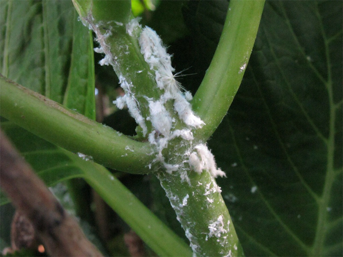 [10000印刷√] 観葉植物 虫 白い 小さい 187839観葉植物 虫 白い 小さい