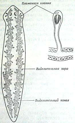 Строение планарии рисунок с подписями