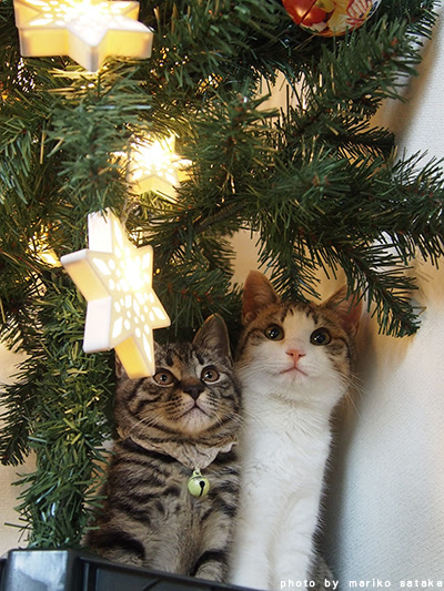 かわいいディズニー画像 50 素晴らしい猫 クリスマス 画像