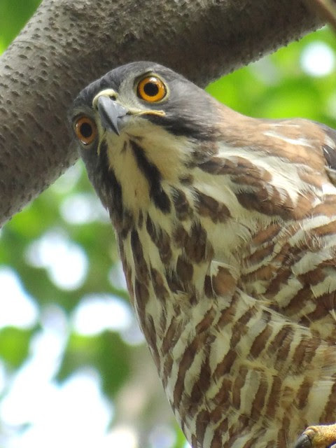 鳳頭蒼鷹/無限台南