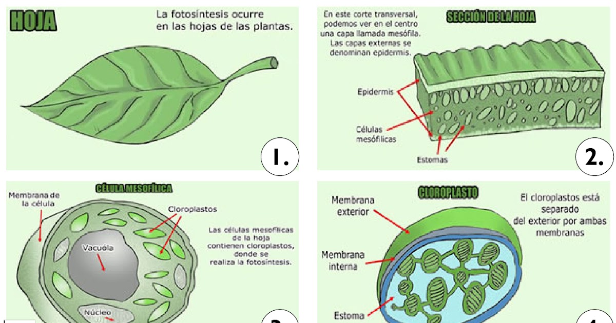 Celula Animal Y Vegetal Con Sus Partes En Blanco Y Negro - Compartir