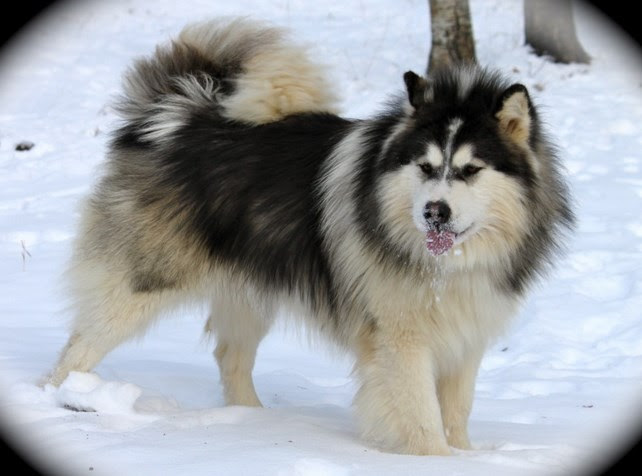 Malamute
