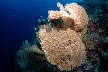 http://dunialaut.com/wp-content/uploads/2008/10/nia-sea-fans1.jpg