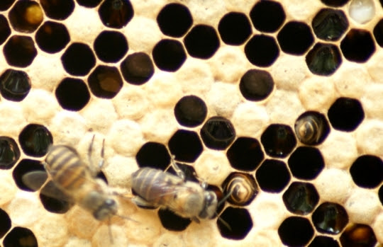 Honeycomb