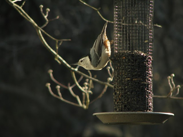 White-Breasted Nuthatch