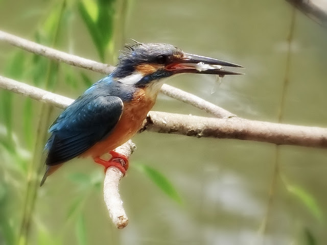 翠鳥/無限台南