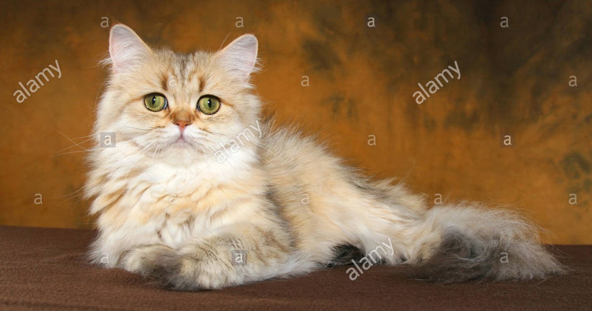 Brown Persian Cat Images Cat's Blog