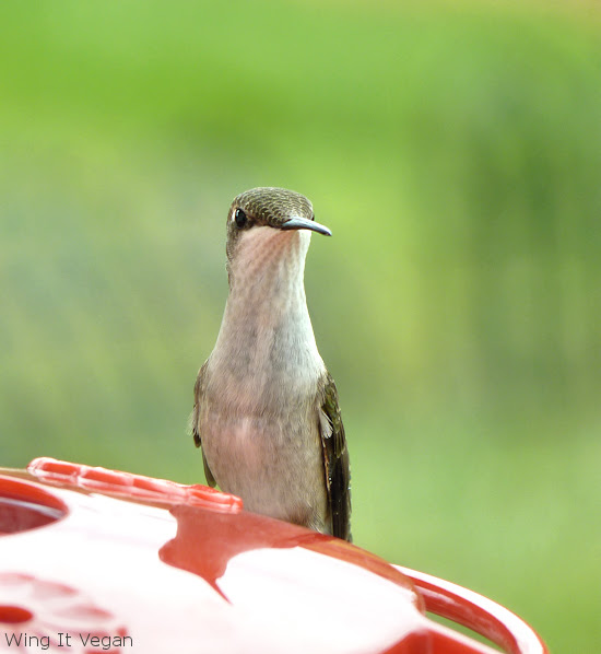 Mrs. Hummingbird