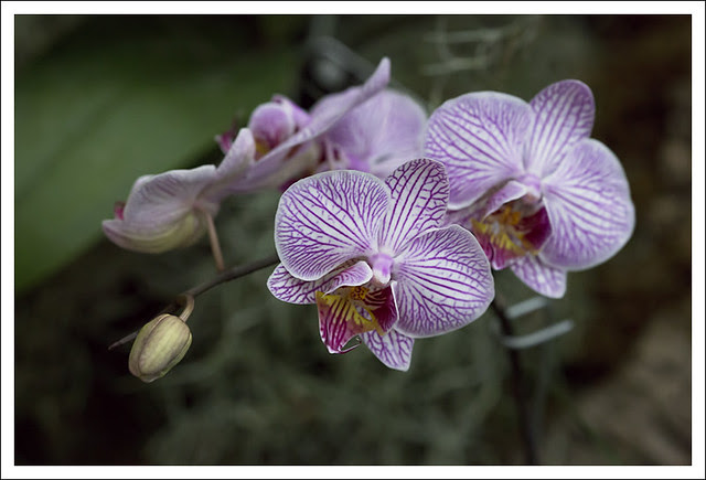 2014 Orchid Show 15