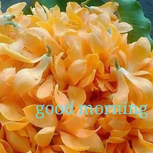 Chafa Flower Hd Wallpaper Best Flower Ideas