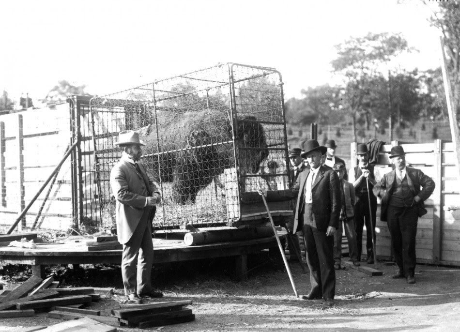 http://hornadayscrapbooks.com/themes/berlin/images/Wildlife%20Conservation%20Society_Hornaday%20with%20bison_BZ_10%2000%2007.jpg