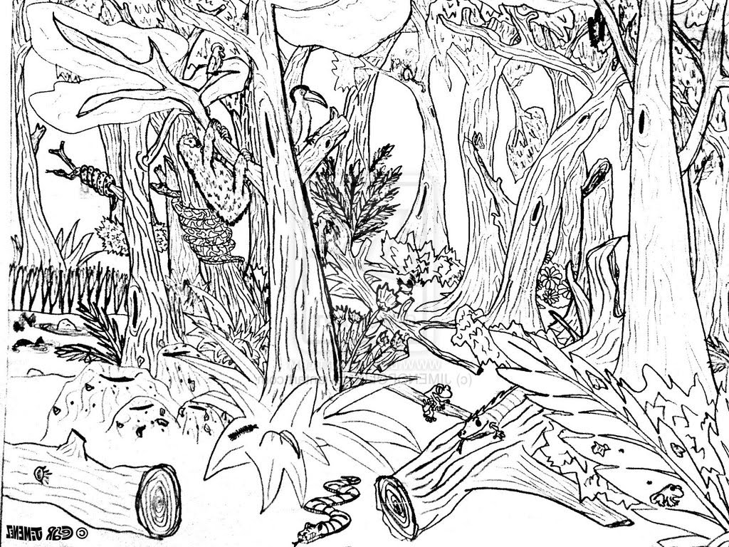 deciduous forest coloring pages