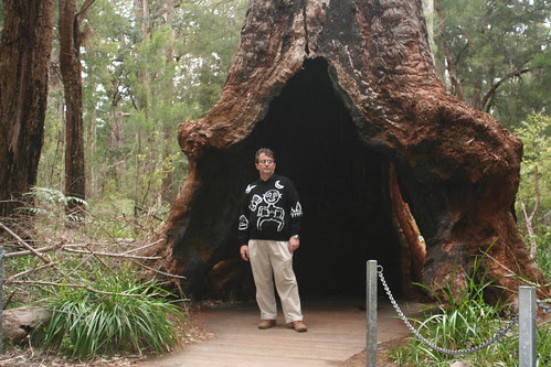 Self in Buttress of a Red Tingle tree
