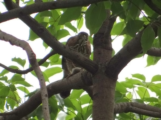 鳳頭蒼鷹/無限台南
