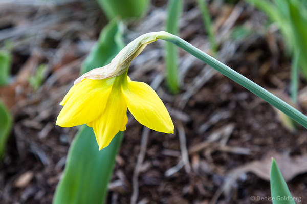 downward facing daffodil