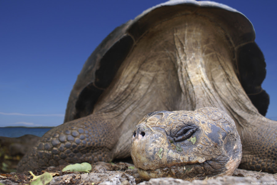 galápagos