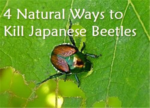 how to get rid of japanese beetles