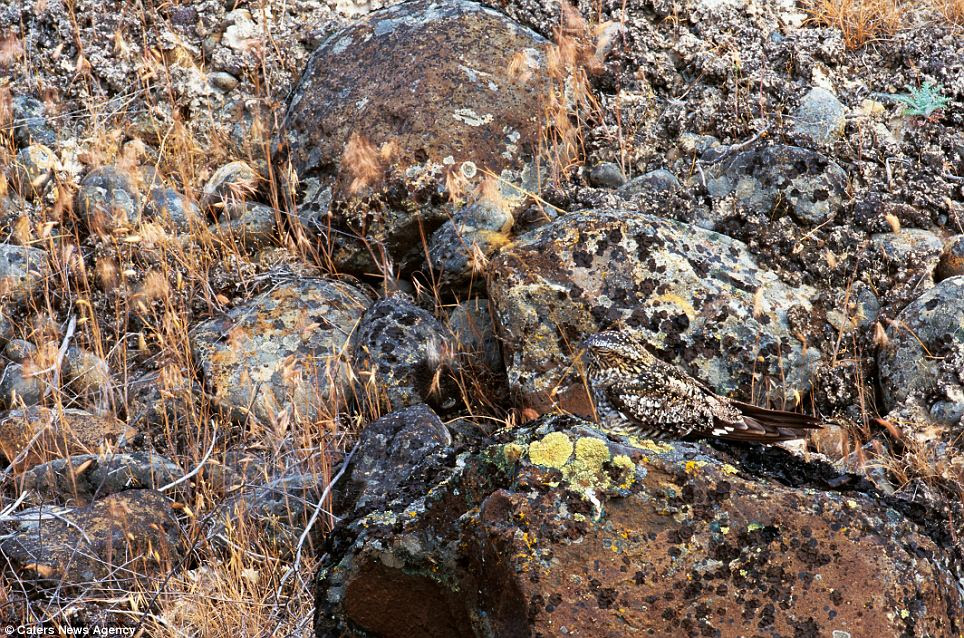 Out of sight hawk: A nighthawk resting on rocks where it blends into its surroundings in eastern Washington