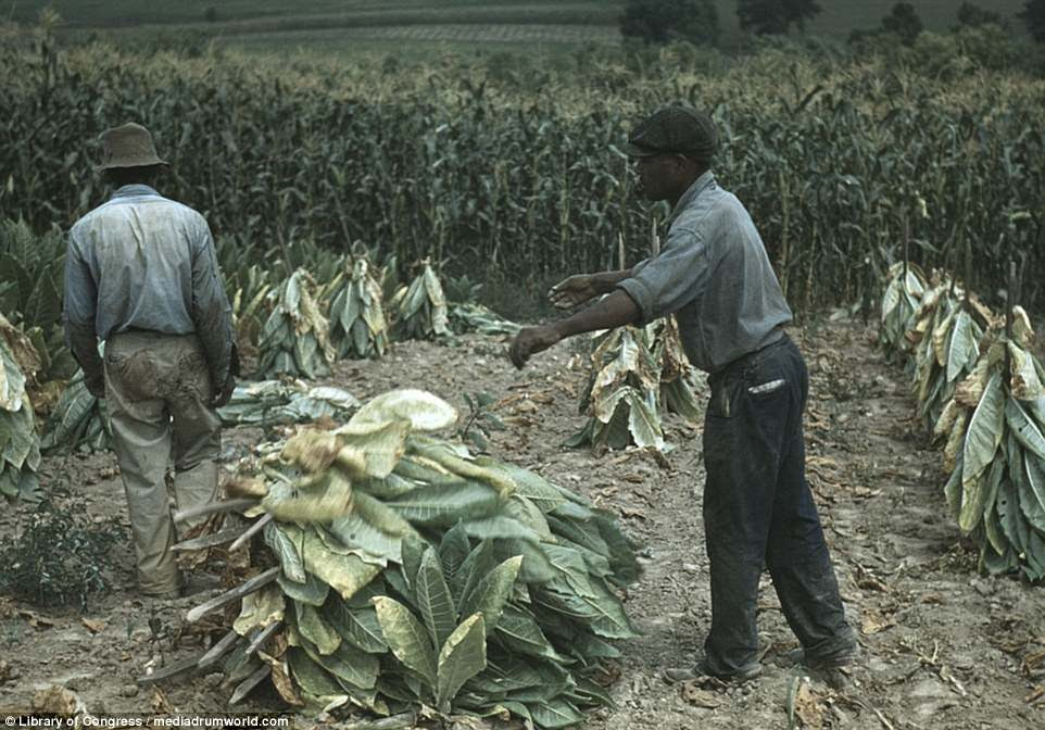 Burley tobacco is placed on sticks to wilt after cutting, before it is taken into the barn for drying and curing, on the Russell Spears' farm, vicinity of Lexing
