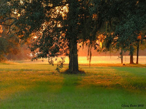 Sunlight Under a Live Oak Tree