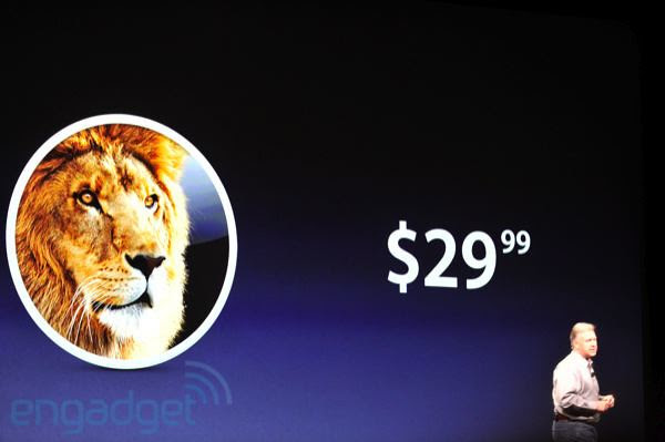 Lion29