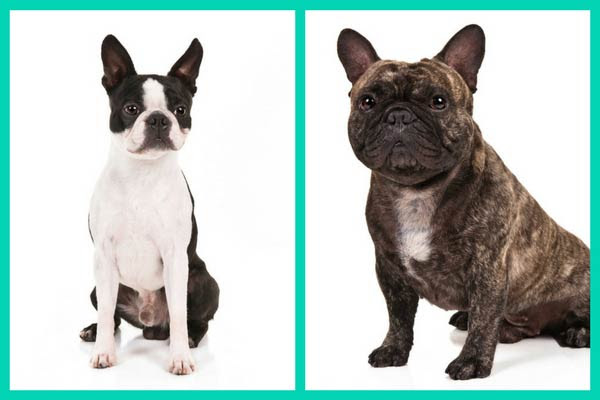 Can You Tell These Dog Breed LookAlikes Apart? American