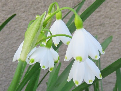 美しい花の画像 トップ100 すずらん 似 てる 花