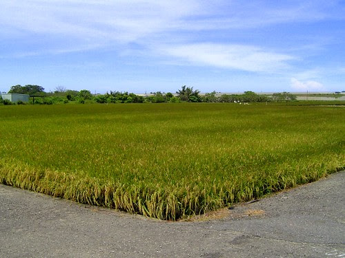 稻米田/無限台南