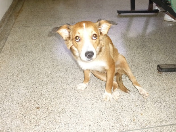 Princesa se recuperou em cerca de 90% e já anda sem a cadeira de rodas (Foto: Cláudio Yudi/Arquivo Pessoal)