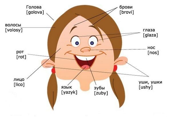 Human Face Parts Name : Learning English words is fun - full-is5p-wall