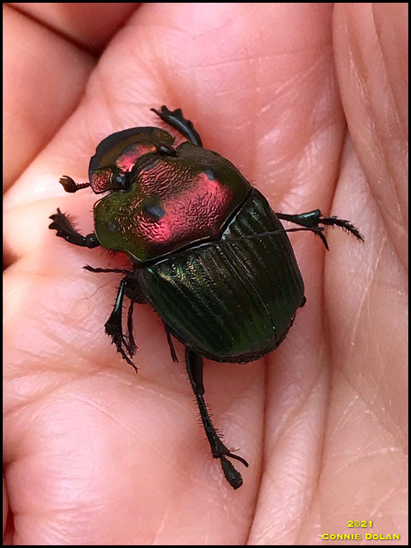 Dung Beetle Dung Beetle