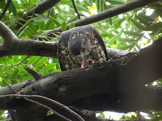 鳳頭蒼鷹/無限台南