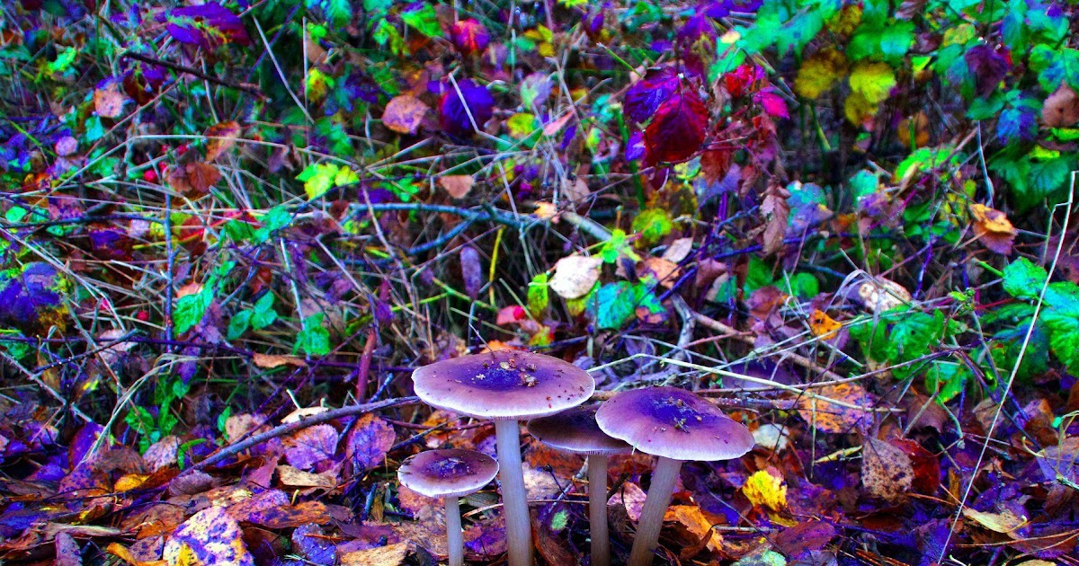 Indie Wallpaper Mushroom - Zippy Wallpaper