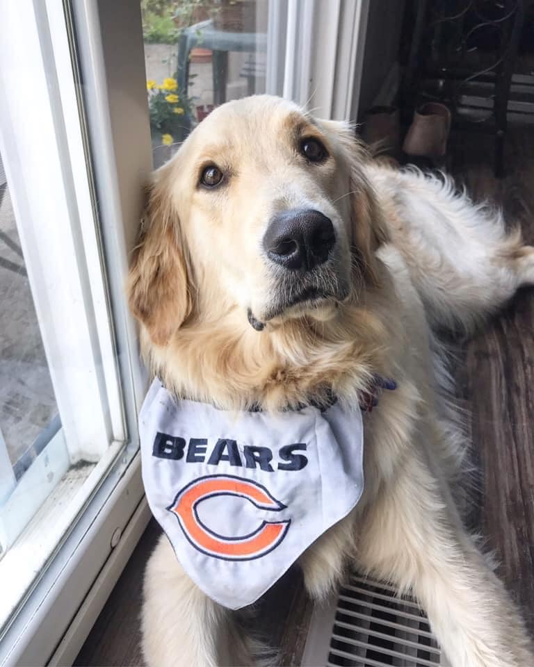 6 Items for Chicago's Bear-y Best Dog Fans to Wear