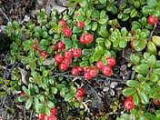 cowberry