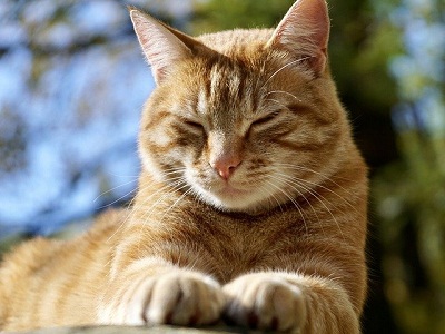 An image showing a ginger cat closing her eyes
