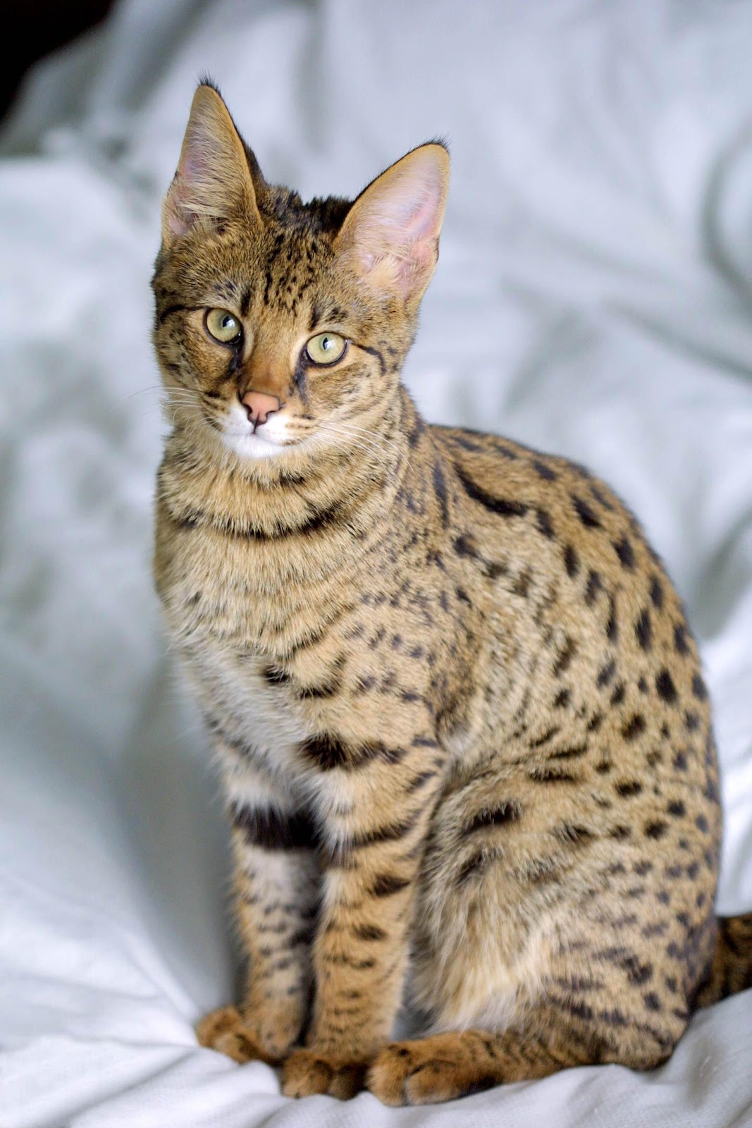 https://upload.wikimedia.org/wikipedia/commons/c/c4/Savannah_Cat_portrait.jpg