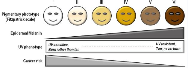 UV sensitivity scale