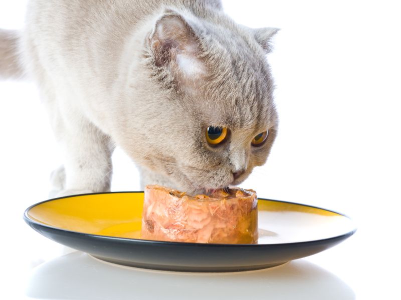 can-cats-eat-bread