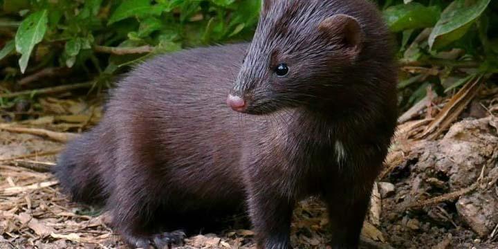 Mammal Chemical Immobilization—Inhalant Anesthesia for Mink - NexGen  Pharmaceuticals