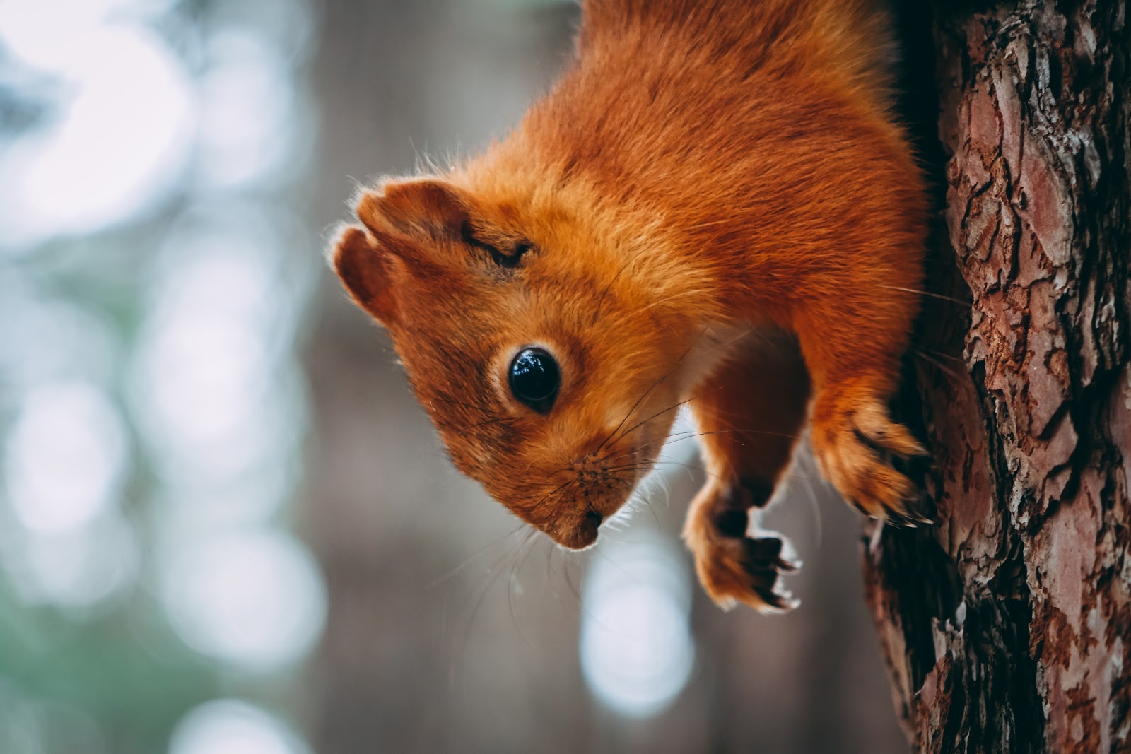 What Lenses Do Professional Wildlife Photographers Use