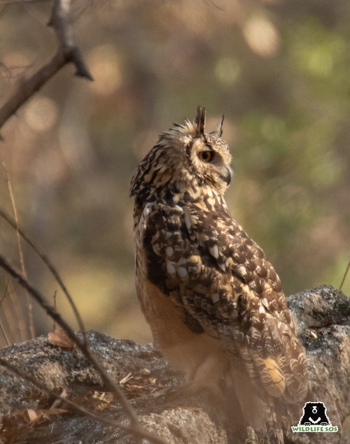 eagle owl on branch