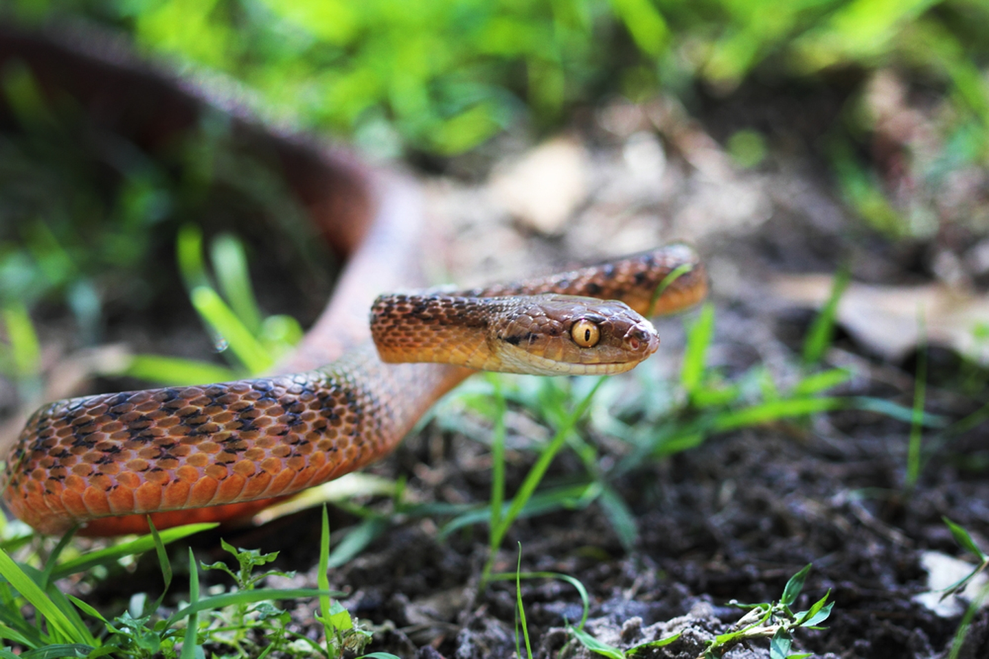 Ave-de-Guam-serpientes-extinción-especie-espécimen-peligro-