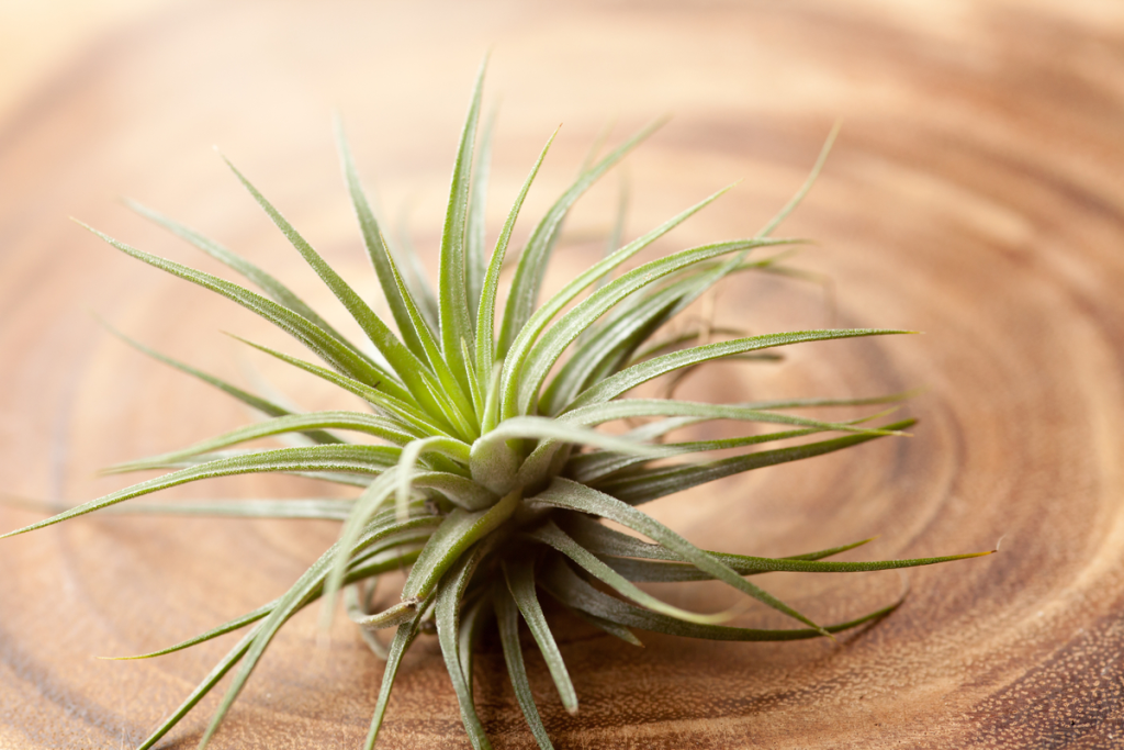 Air Plant (​​Tillandsia ionantha)