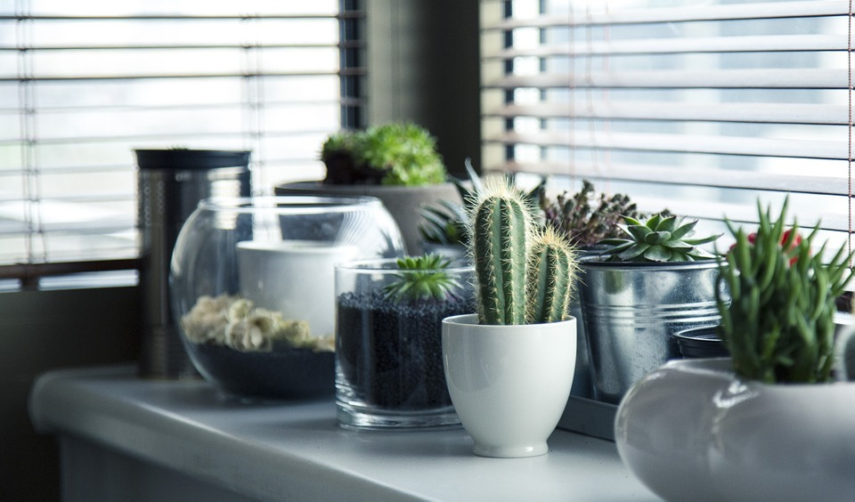 Good house plants for indoors