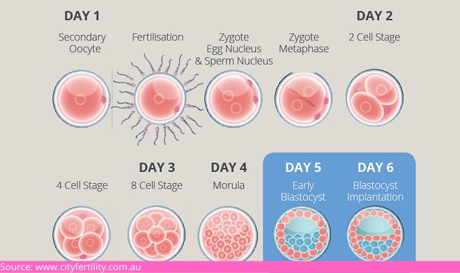 D:\Digicore\UNOSEARCH\Nisha IVF -Ahmedabad\Fertility Care\Source Embryo_stages.png
