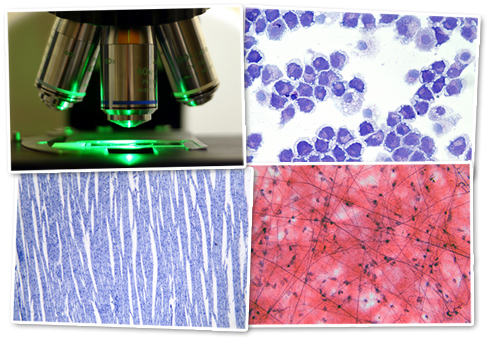 Microscope Images