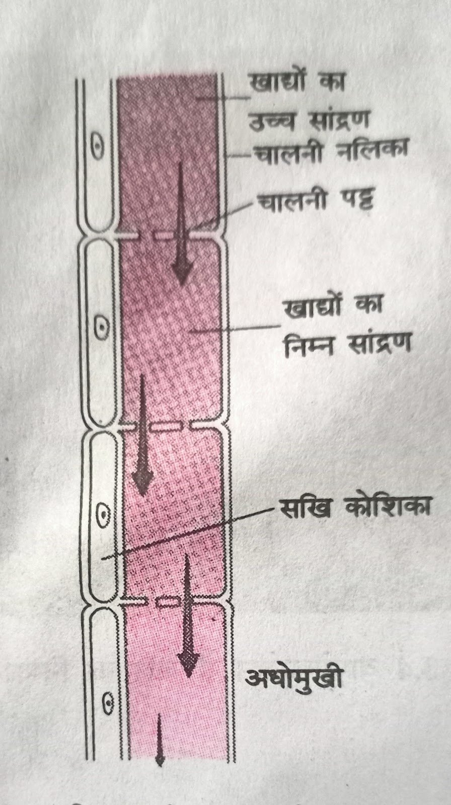 चित्र